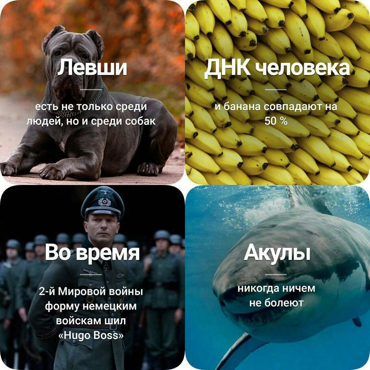 Гены человека и банана. Днк банана и человека совпадают на 50. Днк банана и человека совпадают. Днк банана и человека совпадают на 50. Банан и человек сходство днк.
