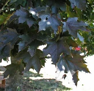 Leaves king