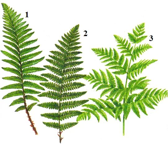 Пример 1 папоротниковидные. Папоротник орляк страусник Щитовник. Папоротник Щитовник кочедыжник орляк. Папоротник страусник кочедыжник. Папоротник Щитовник толстокорневищный.