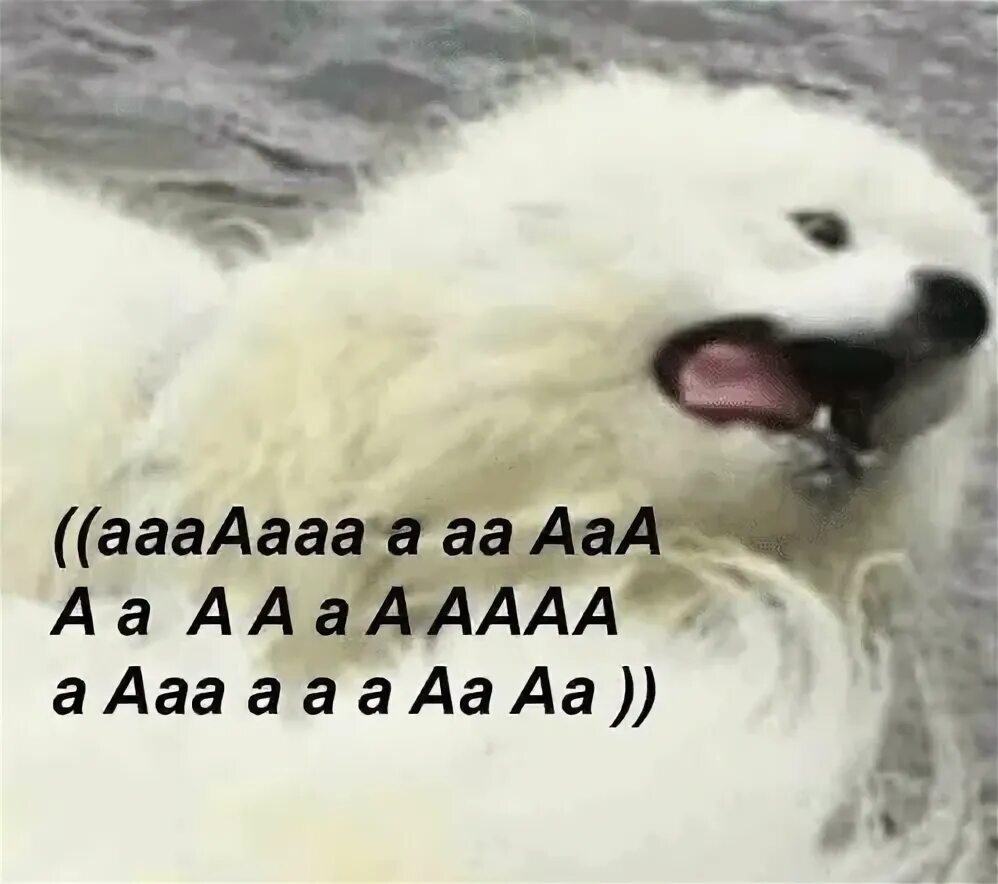Мем ааа. Ааа мем. крик аааааа. мем кот ааа. ъаъаъа мем.