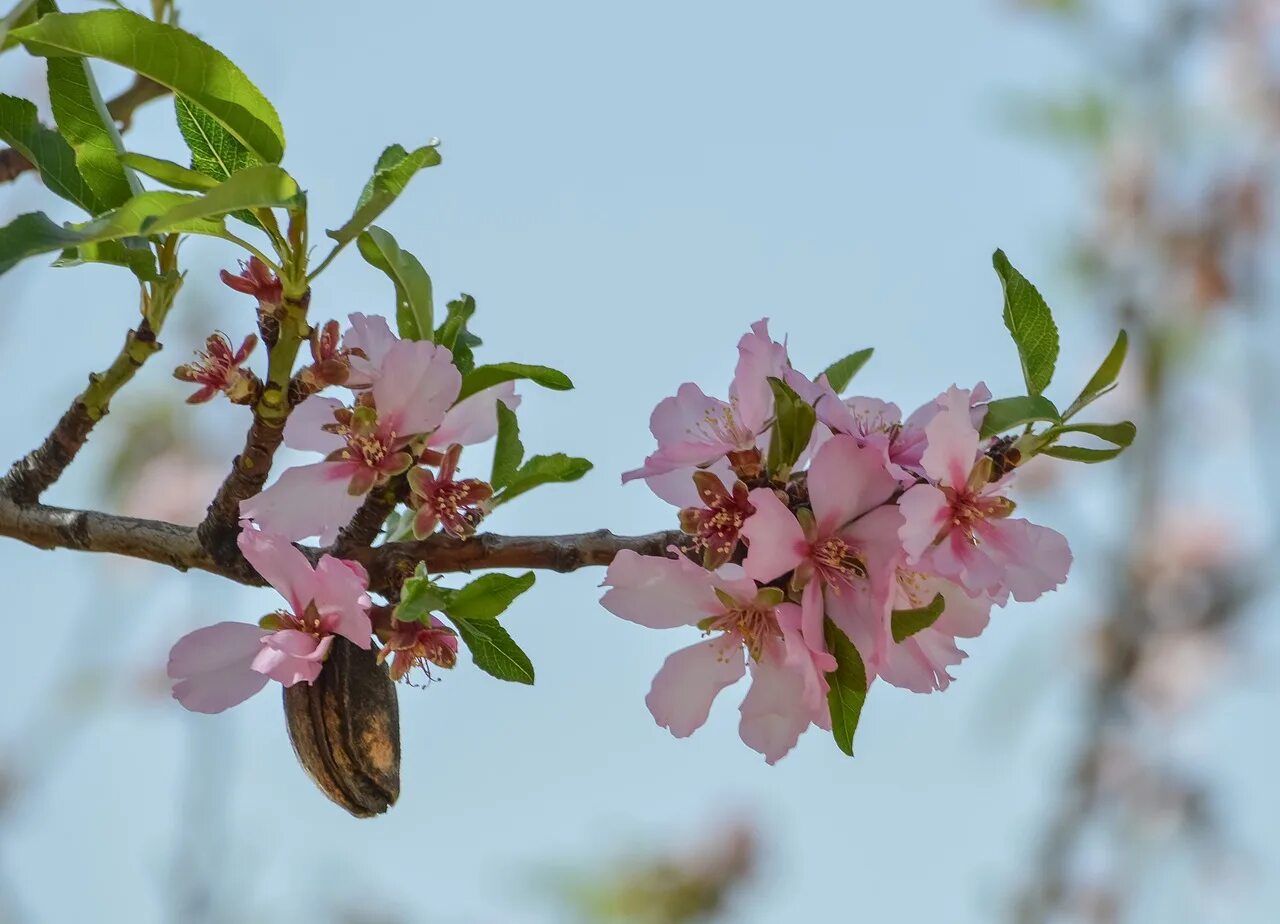 Миндаль простой. Миндаль черешковый. Миндаль обыкновенный (Amygdalus communis). Миндаль черешчатый.