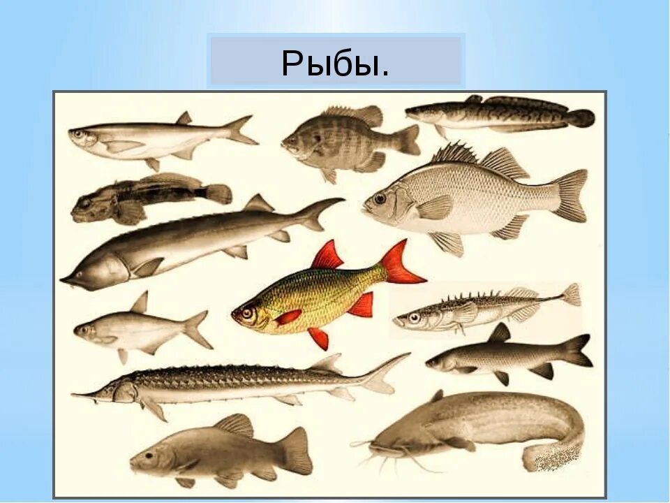 Рыбы пресных и соленых водоемов 1 класс. Рыбы обитатели водоемов. Рыбы пресноводных водоемов. Рыбы которые обитают в пресной воде. Картинки речных рыб.