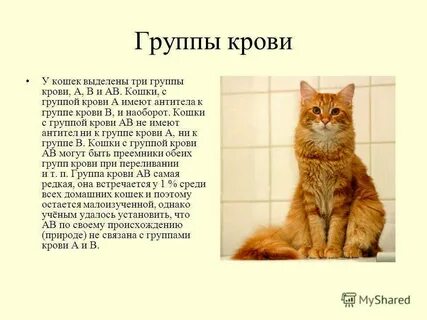 Бывает ли кошек