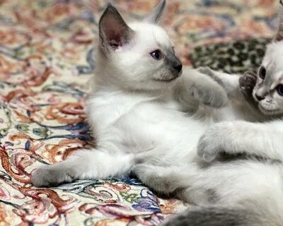 Тайский котенок в добрые