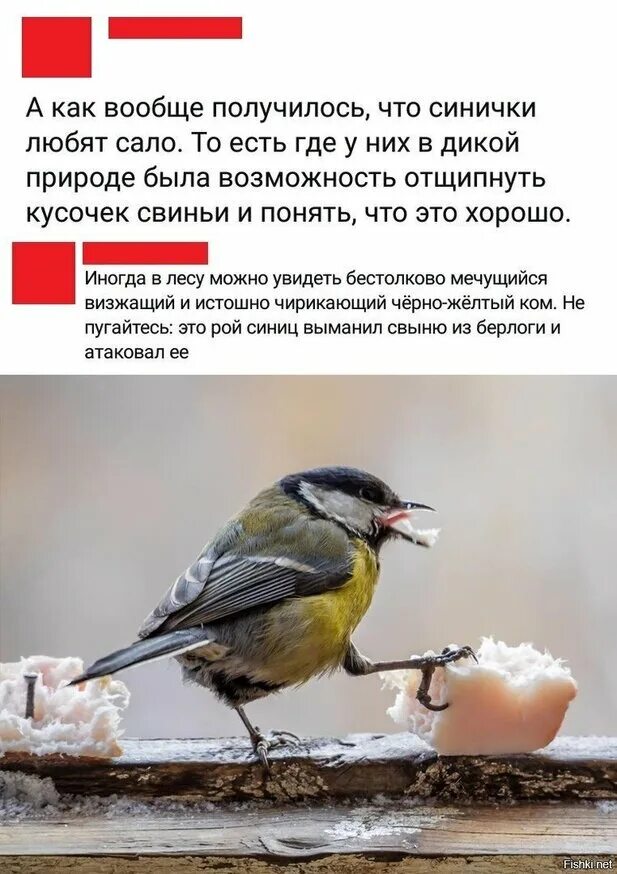 Сало для синиц. Сало для птиц. Какое сало можно давать синичкам. Синицы на кормушке зимой. Синица зимой.