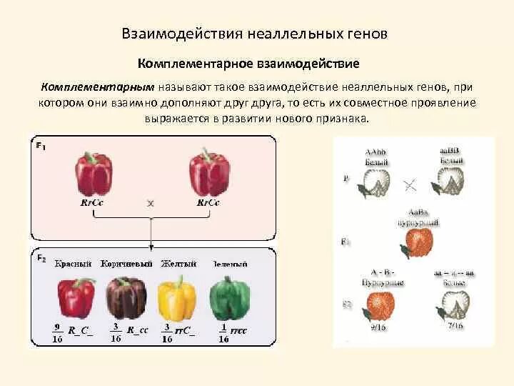 Комплементарное взаимодействие схема расщепления. Генетические схемы комплементарности. Формы взаимодействия неаллельных генов эпистаз. Взаимодействие неаллельных генов эпистаз таблица.