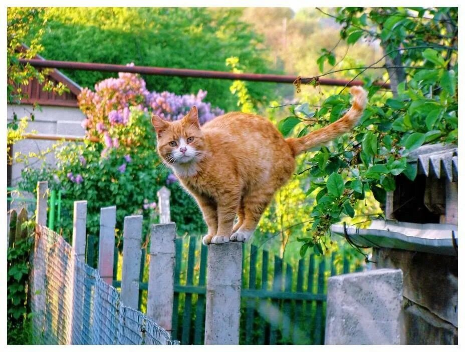 кот на крыльце. деревенский кот на заборе. рыжий кот в деревне. деревенская кошка. кошка на крыльце.