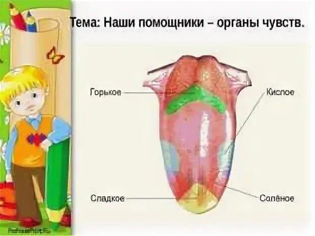 Опыты органы чувств. Органы чувств человека. Органы чувств человека для детей. Наши органы чувств. Орган вкуса человека для детей картинка.