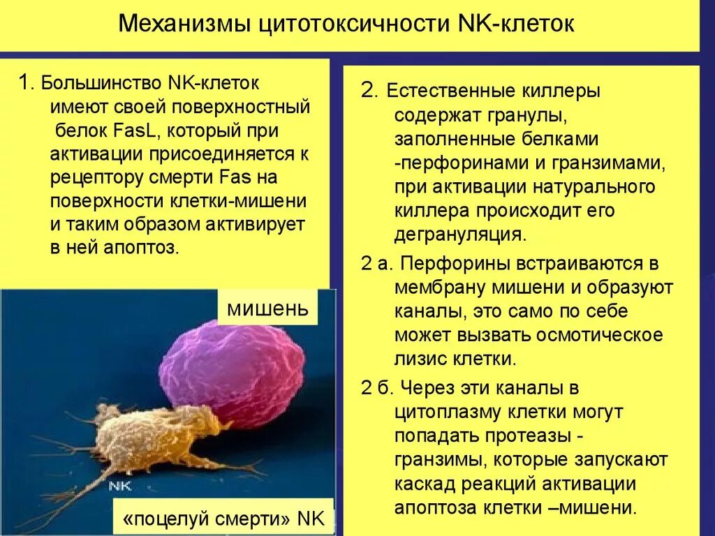 NK клетки механизм действия. Механизмы цитотоксичности NK клеток. Механизм цитотоксического действия натуральных киллеров. Механизм цитотоксического действия NK-клеток. Цитотоксические т клетки