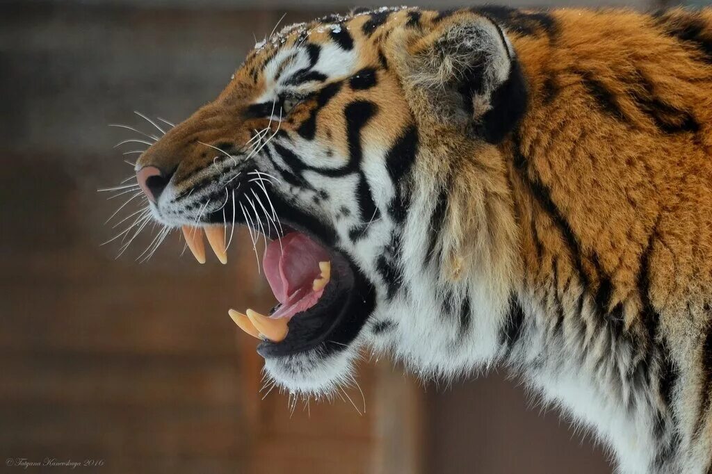 амурский тигр оскал. пробуждение азиатских тигров. амурский (уссурийский) тигр. тигр картина. клыки амурского тигра.