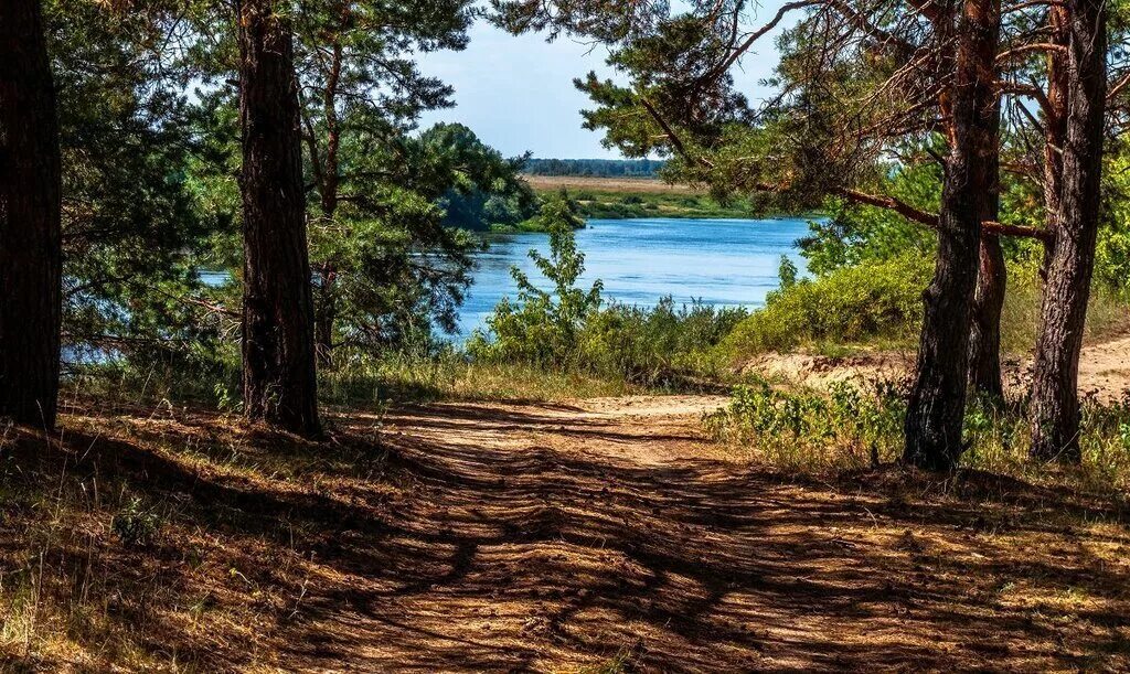 Солотча фото. Солотча Рязань. Солотчинский парк Рязань. Поселок Солотча. Солотча Рязань лес.