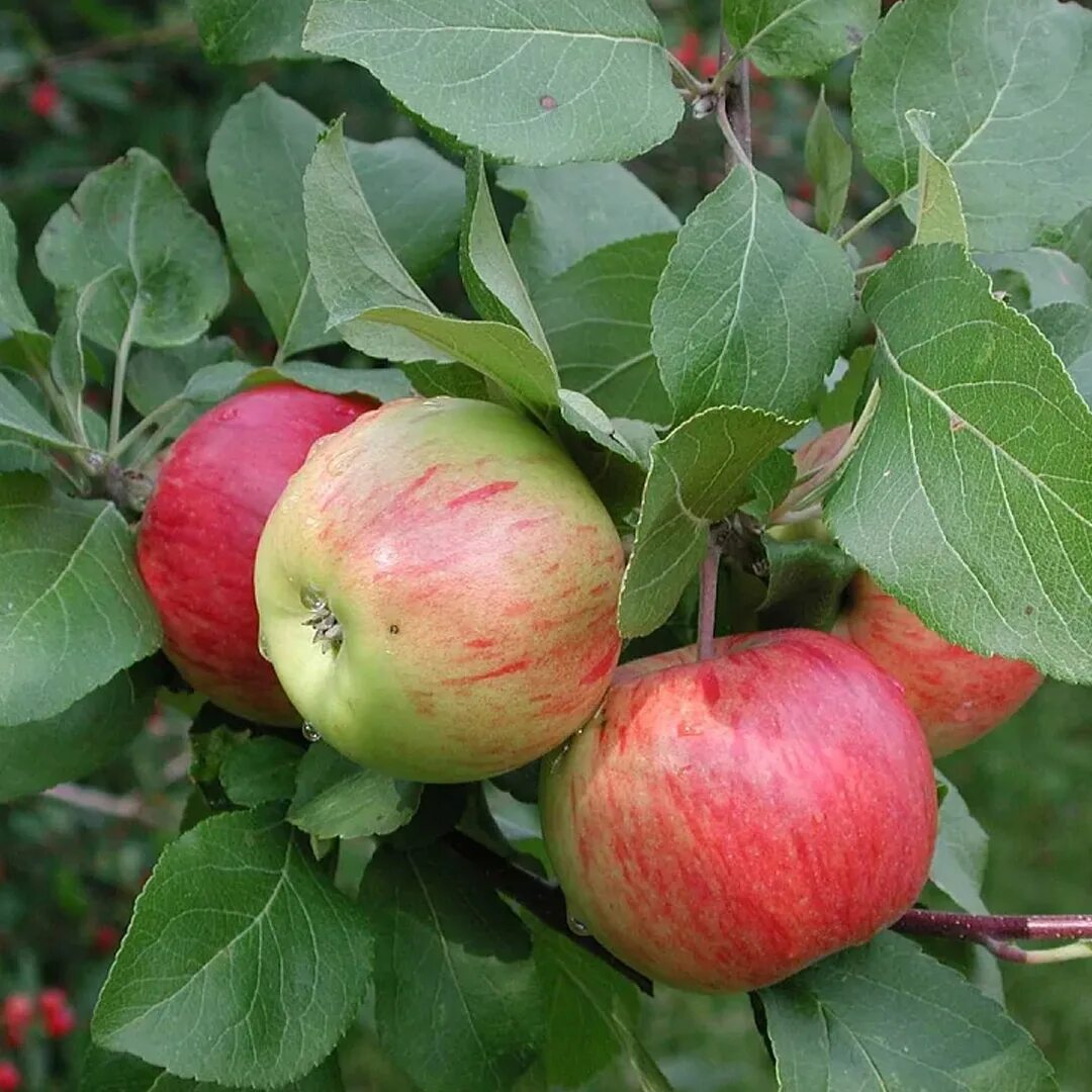 Яблоня Malus domestica. Яблоня чаровница. Яблоня анис полосатый. Яблоня Россошанское полосатое. Яблоня зимостойкие