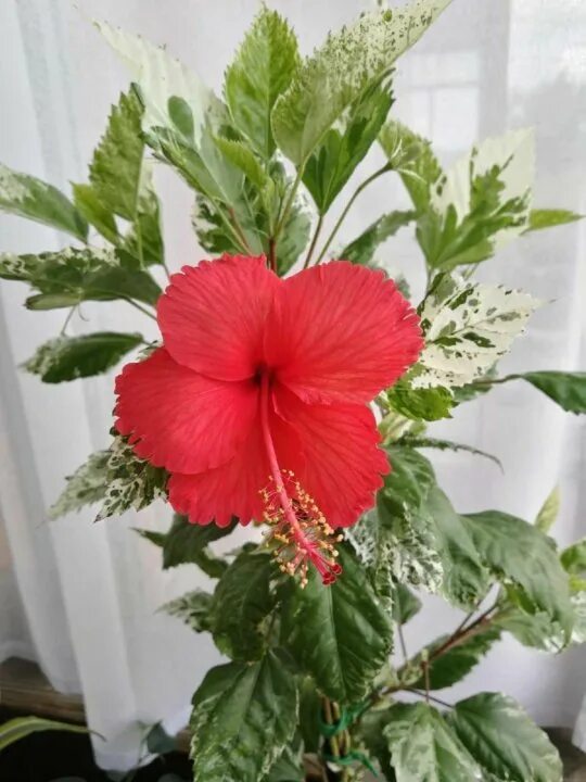 Гибискус снежная королева фото