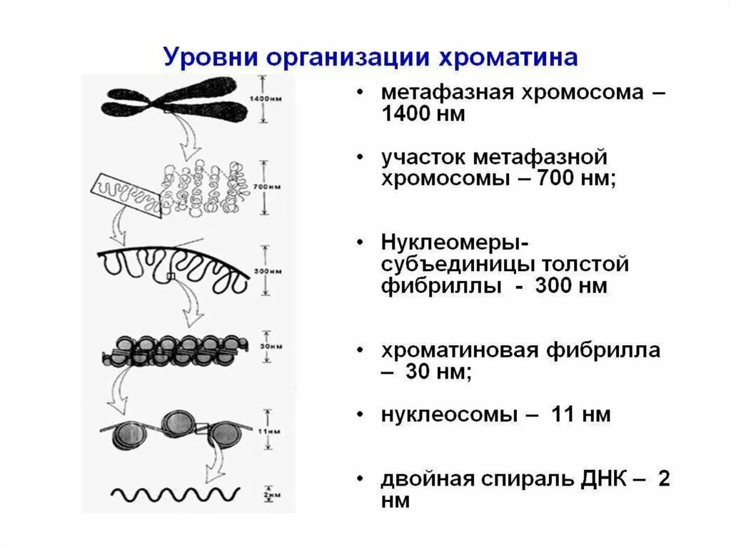 Образование двухроматидных хромосом спирализация хромосом. Уровни структурной организации хроматина хромосом. Уровни структурной организации хроматина. Уровни упаковки ДНК В хроматине. Уровни упаковки хроматина, нуклеосомы.