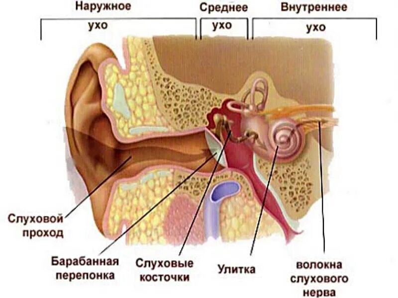 Молоточек внутреннее ухо. Барабанная перепонка строение уха. Строение внутреннего слухового прохода. Внутренний слуховой проход анатомия. Строение внутреннего уха орган слуха.