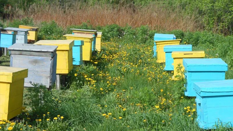 Пчелы на высадку. Пчеловодство. Пчела. Вещи с пчелами. Колодное Пчеловодство для начинающих.