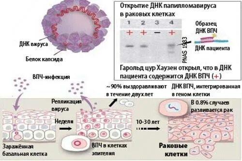 Днк папилломавирусов