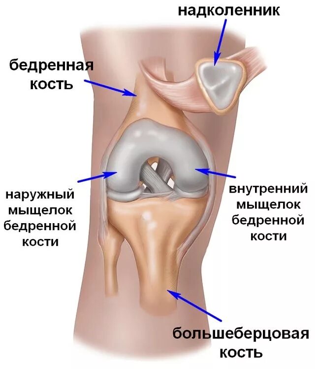 Мыщелок колена. Медиальный мыщелок бедренной кости коленного сустава. Перелом медиального мыщелка коленного сустава. Надколенник коленного сустава строение. Надколенник коленного сустава анатомия.