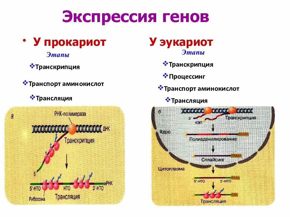 Биосинтез белка прокариот и эукариот. Этапы экспрессии генов у прокариот. этапы экспрессии генов эукариот схема. регуляция экспрессии генов у эукариот. этапы экспрессии генов эукариот.