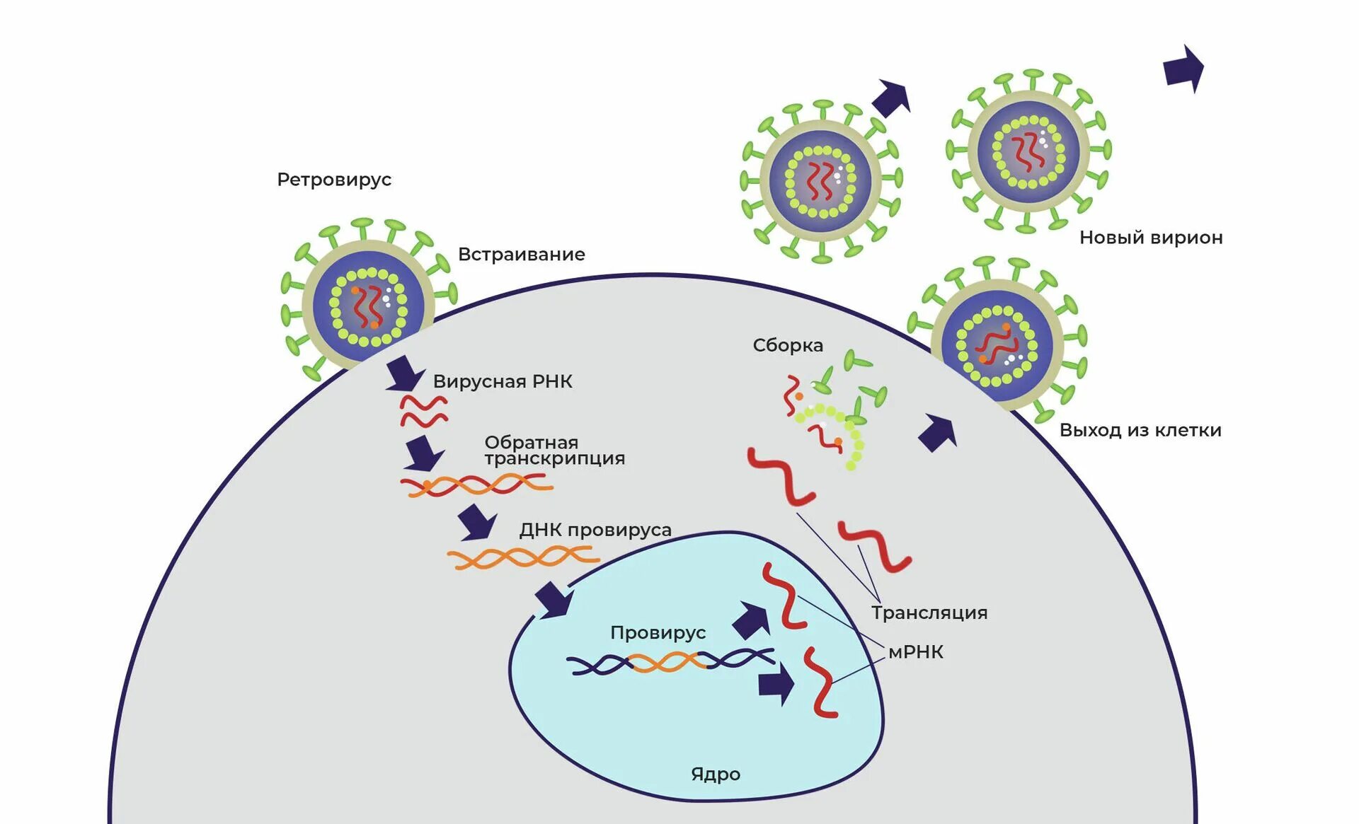 Ретровирусы жизненный цикл. Жизненный цикл РНК вируса схема. Цикл ретровируса схема. Жизненный цикл реовирусов.
