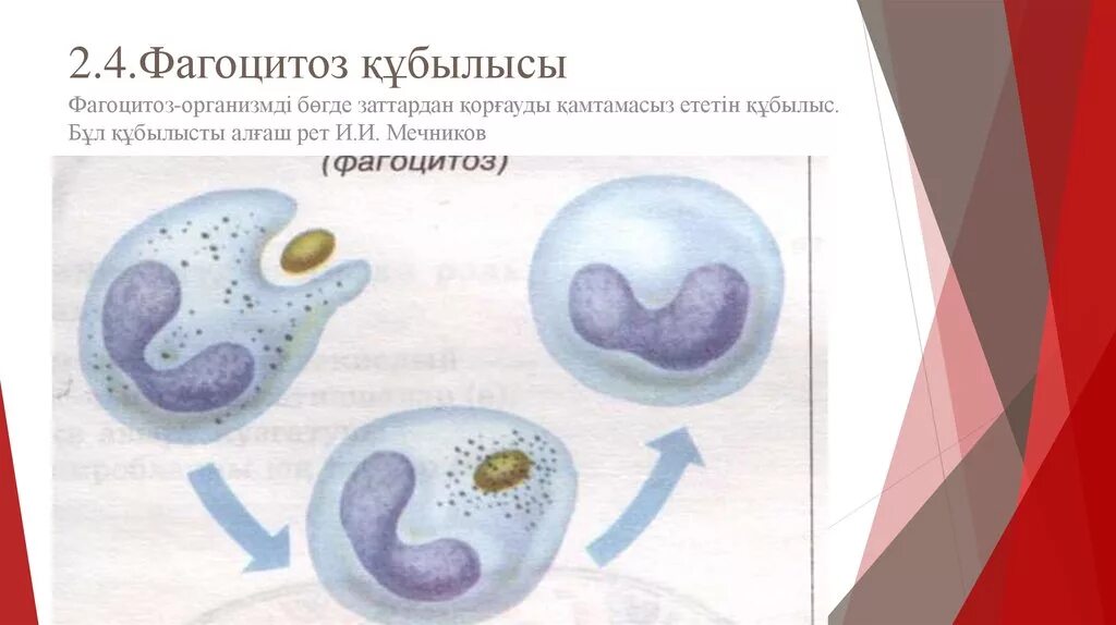 Фагоцит 2. Фагоцитоз и фагоциты. Макрофаги и микрофаги крови. Фагоцитоз бактерий нейтрофилами. Моноциты и макрофаги.