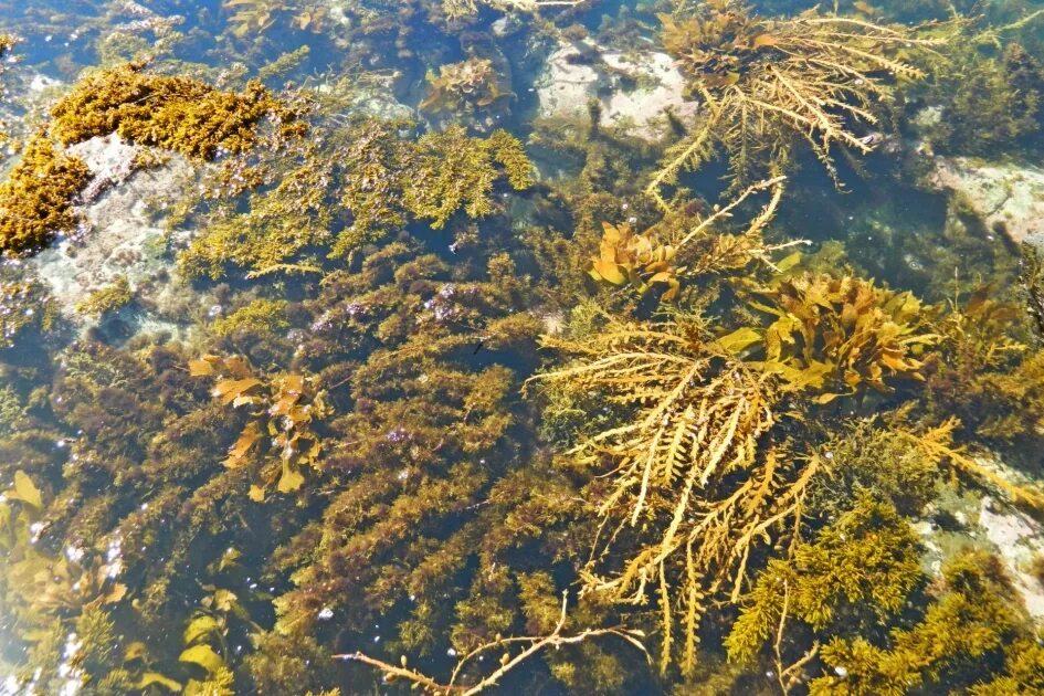 Водоросли крепятся к морскому дну с помощью. Синезелёные водоросли байкала. золотистые водоросли байкала. бурые водоросли на байкале. спирогира на байкале.