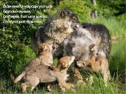 Группа забота