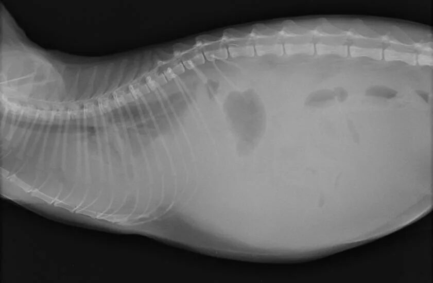 Печень симптомы котам. Асцит брюшной полости у собак рентген.