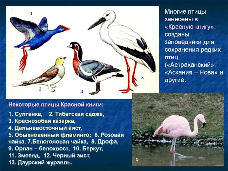 Список птиц занесенных в красную книгу. Птицы красной книги. птицы красной книги россии. птицымиз красной книги. птицы занесенные в красную.
