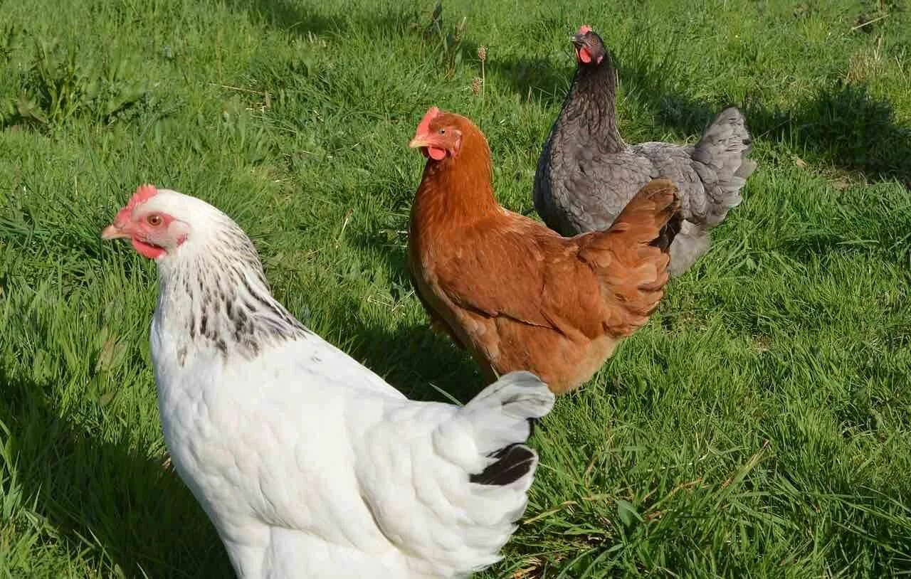 Продам/купить гризбар - Мулард, Бройлеры, Индюшата - Одесская обл - Agro-Ukraine