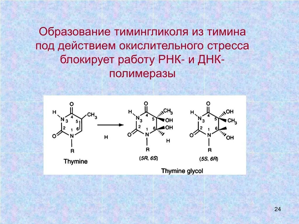 Может ли быть в рнк тимин. Клеточные и молекулярные основы наследственности. Образование пиримидиновых димеров. Строение нуклеиновых кислот формула. Химическая структура рнк.