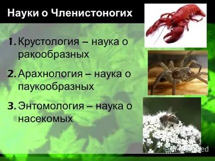 Что дает бич членистоногих