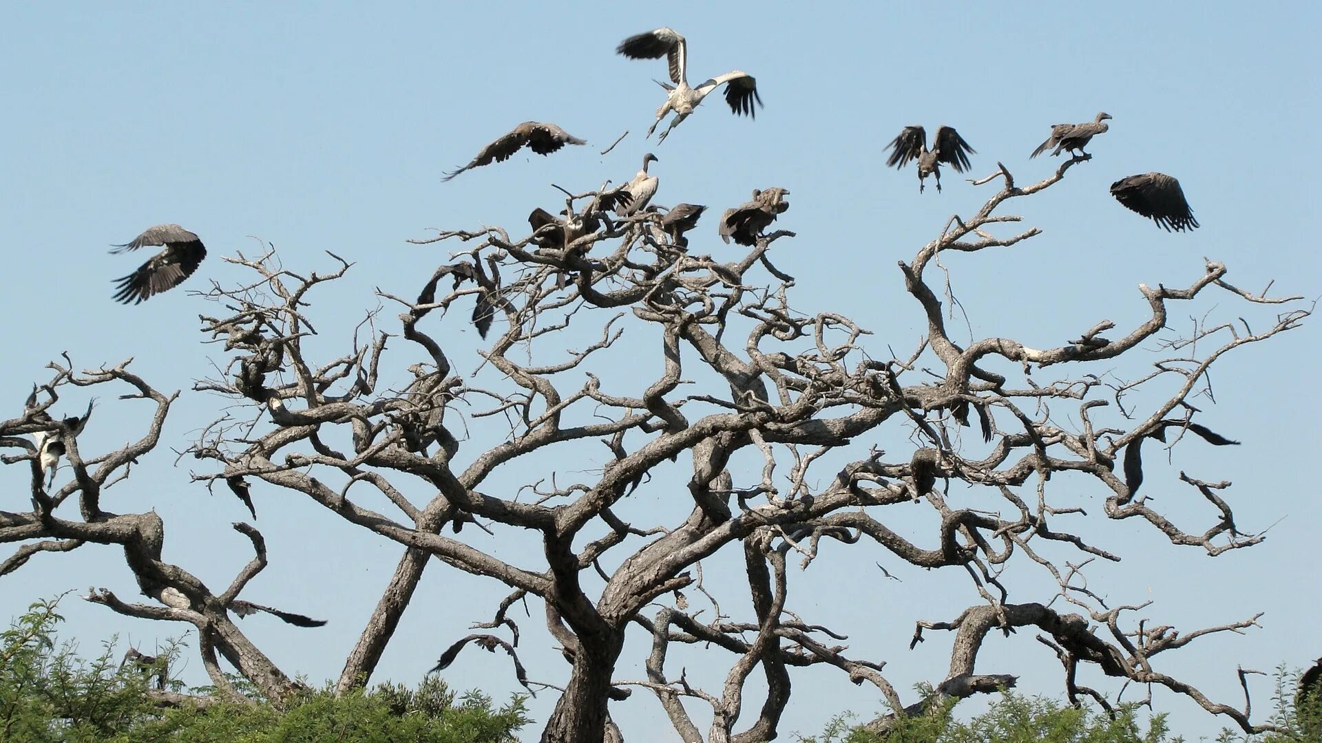Птицы дерево начинающему. Стая птиц. Птицы на дереве. Африканские птицы в стае.