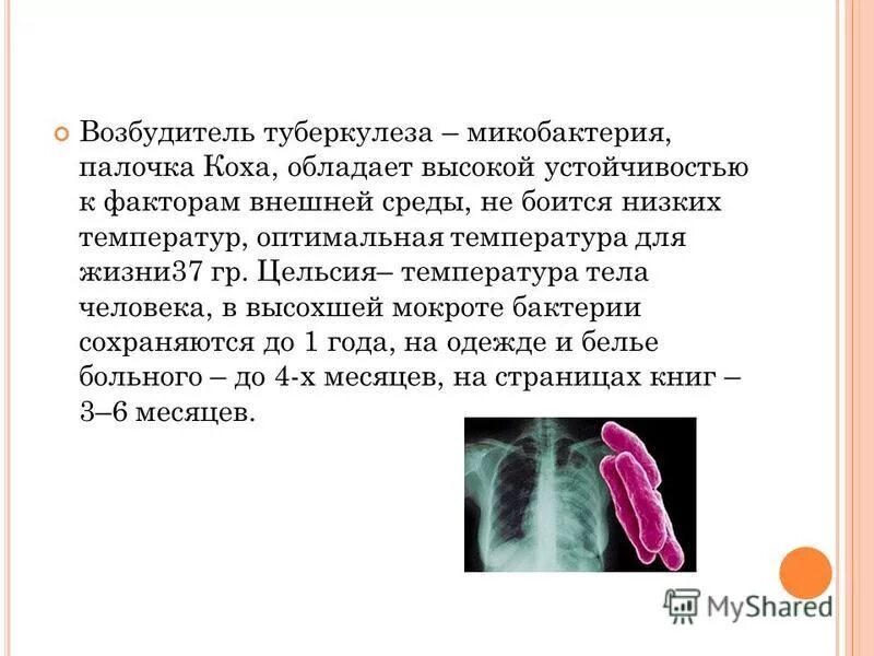 туберкулезная палочка температура. палочка коха презентация. палочка коха форма бактерии. резистентность микобактерий туберкулеза. вирулентность палочки коха.
