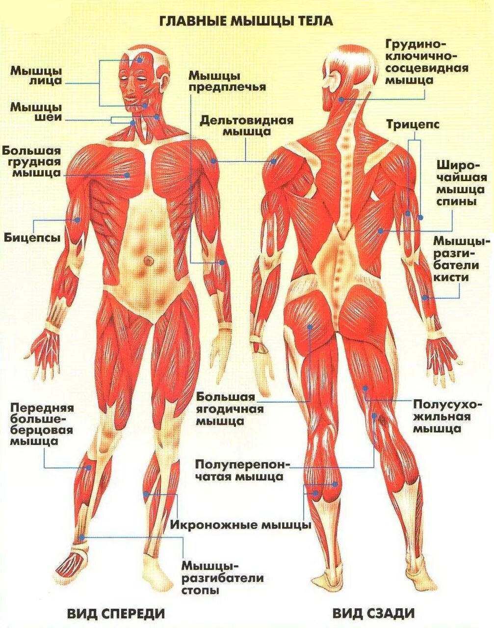Мышечная система человека строение мышц с описанием. Мышечная система человека анатомия 8 класс. Мышцы скелета с описанием. Строение скелета и мышц человека с названиями. Назовите мышцы человека