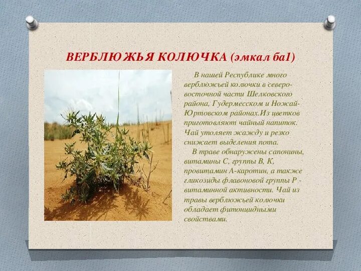 Верблюжья колючка сообщение 4 класс. Верблюжья колючка описание.