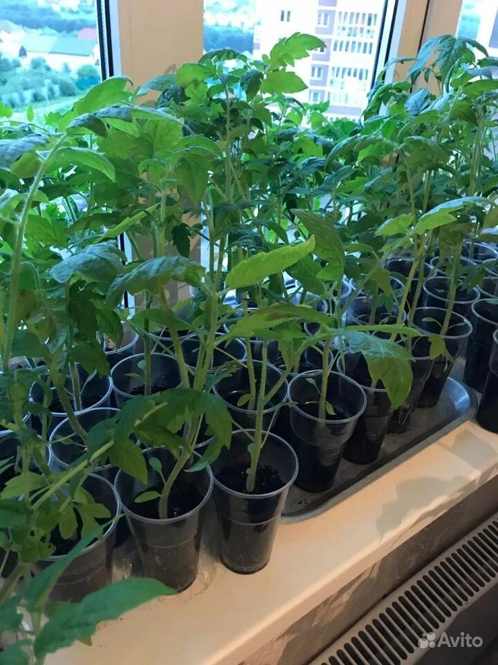 Помидоры рассада сорта. Рассада розовых помидор. Помидоры розовый гигант рассада. Помидоры розовый гигант рассада. Малиновый гигант томат рассада.