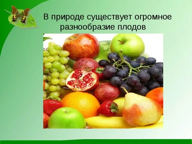 Значения плодов и семян в природе. Роль плодов в природе. Разнообразие плодов в природе. Плоды в жизни человека. Разнообразие плодов и их роль в природе и в жизни человека.