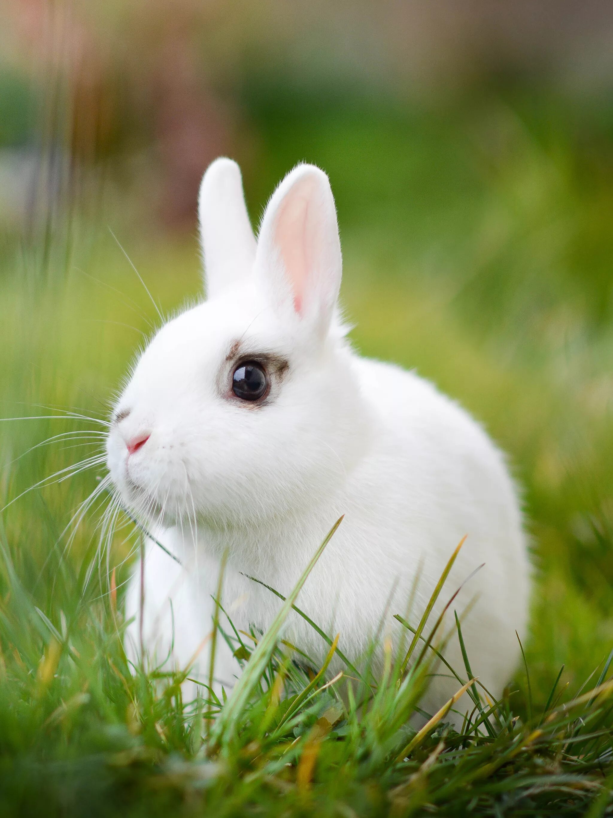 Милые зайки. Заяц белый. Зайс. Милые пушистые животные. Милые кролики.