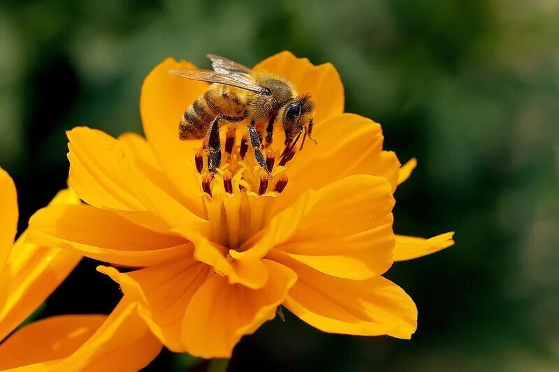 Золотая пчела цветы