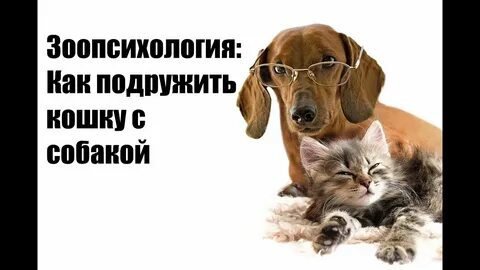 Domestic pets