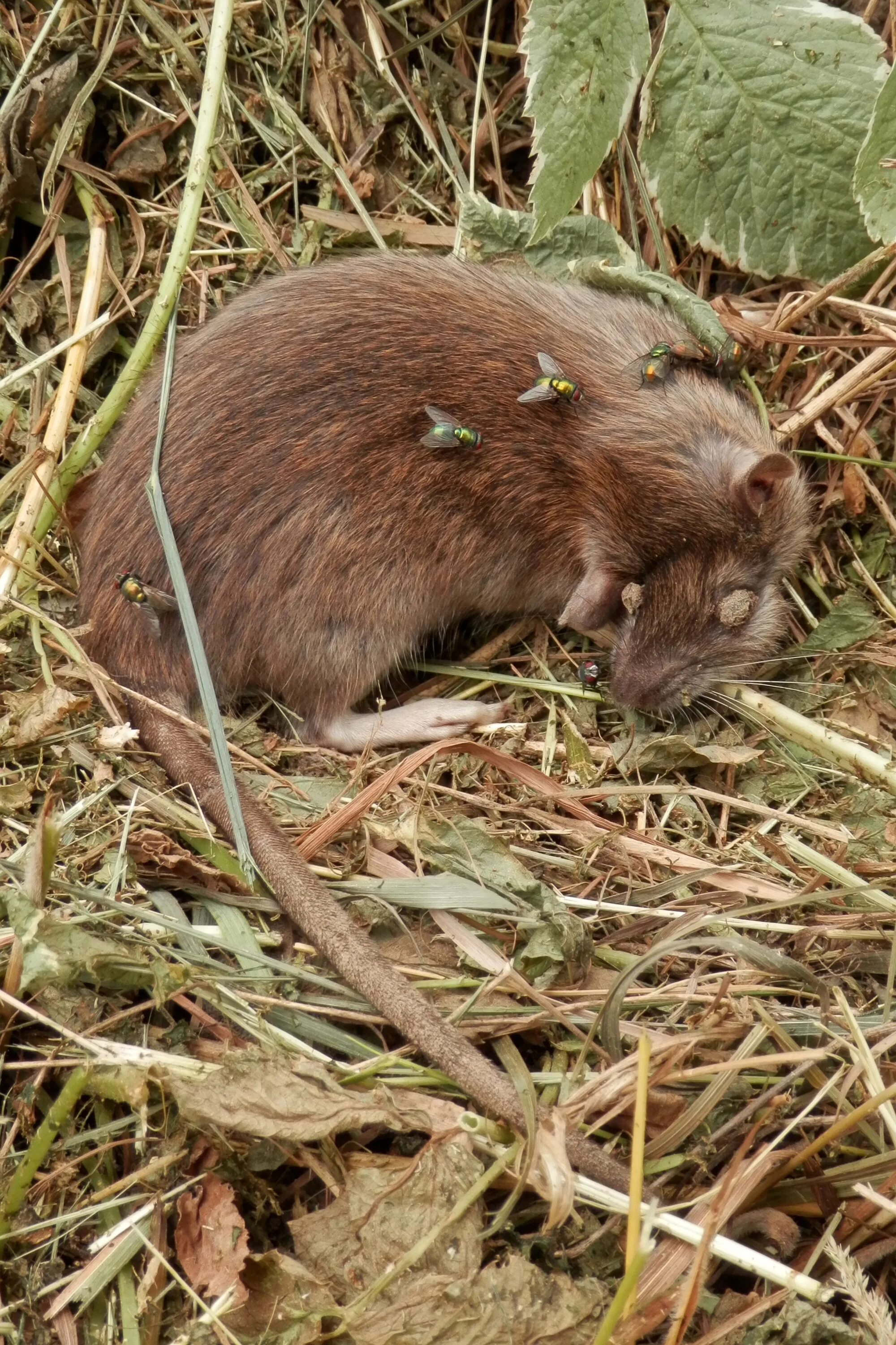 Серая крыса направление эволюции. Серая крыса. Rattus norvegicus. Rattus norvegicus фото. Серая крыса 5 букв.