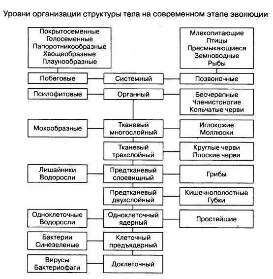 Структурная организация организмов. Уровни организации структуры тела. Уровни организации структуры тела на современном этапе. Уровни организации схема. Схема уровней строения организма.