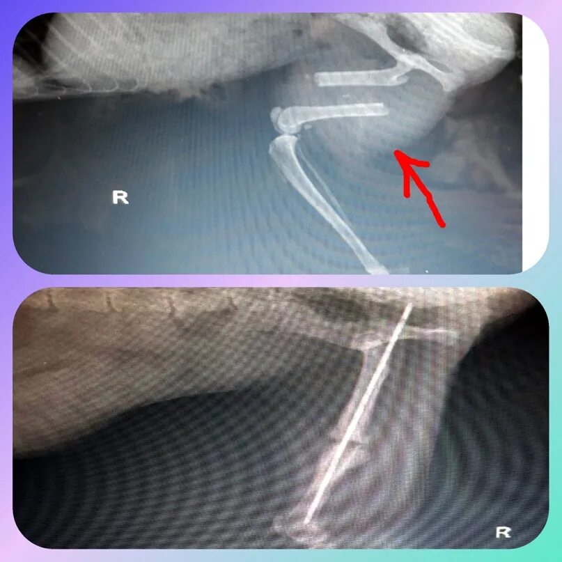 Перелом спустя неделю. Перелом бедренной кости у кошки. Перелом бедренной кости у собаки рентген. Перелом бедренной кости у собаки. Перелом бедренной кости у кота.