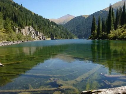 Порно несеп терапиясы