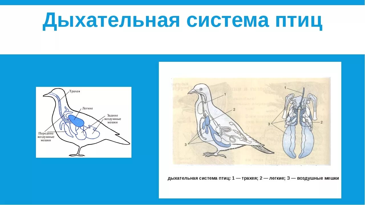 Дыхание птиц является. Дыхательная система птиц 7 класс. Строение дыхательной системы птиц. Дыхательная система птиц схема биология. Схема строения дыхательной системы птиц.