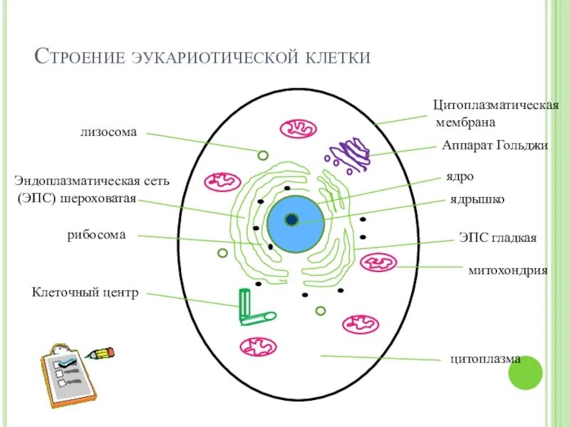 Схема строения эукариотической клетки. Строение клетки эукариот схема. Схема строения эукариотной клетки. Строение ядра эукариотической клетки схема. Ядро клетки схема