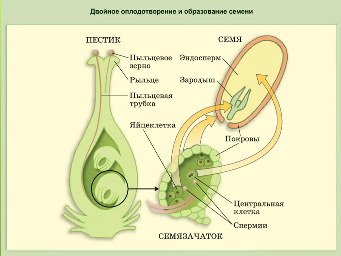 Схема двойного оплодотворения у покрытосеменных растений. Схема двойного оплодотворения у цветковых растений. Двойное оплодотворение у покрытосеменных растений. Завязь пестика зародышевый мешок. Размножаться и е