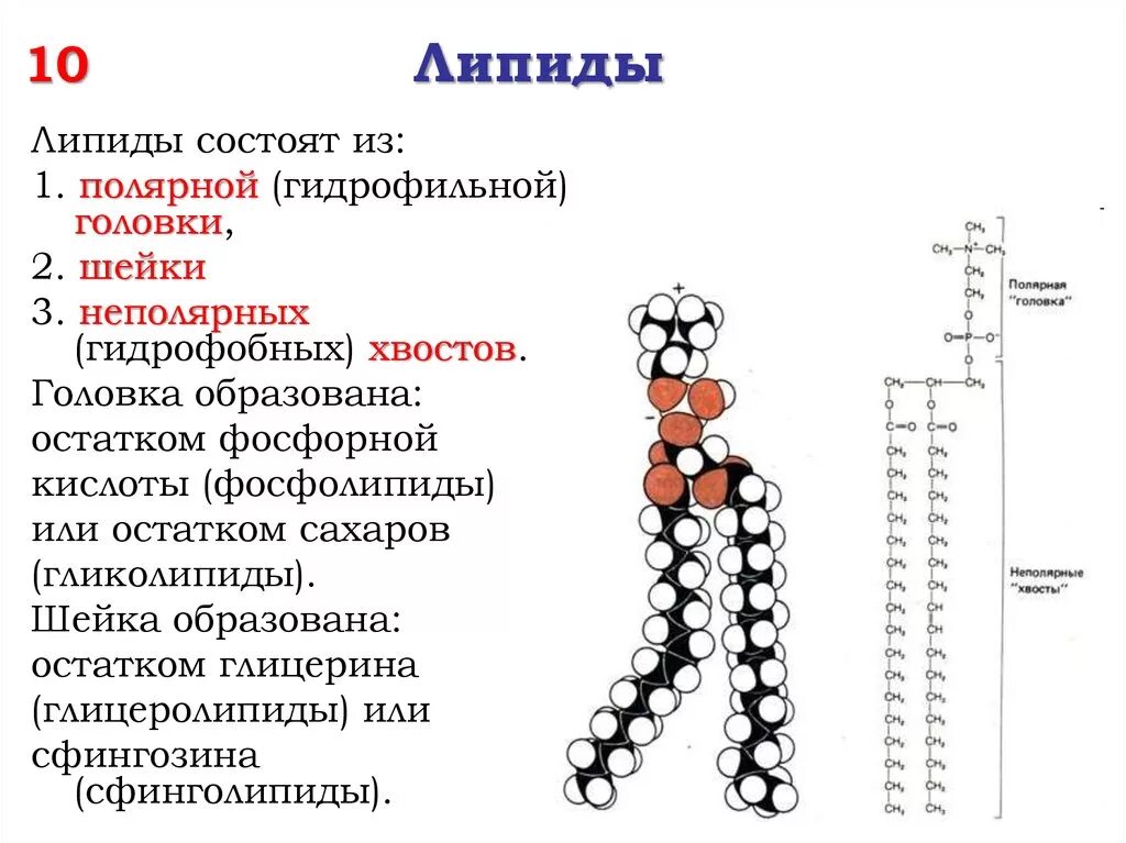 Липида отзывы. Структура липида химия. Структура простых липидов. Схема строения фосфолипидов. Строение жиров и фосфолипидов.