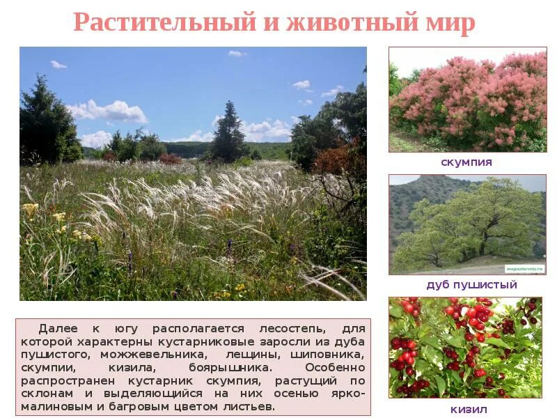 Природные сообщества крыма 3 класс. Природа крыма описание. природа крыма презентация. описать природы крыма. крымская природа описание.